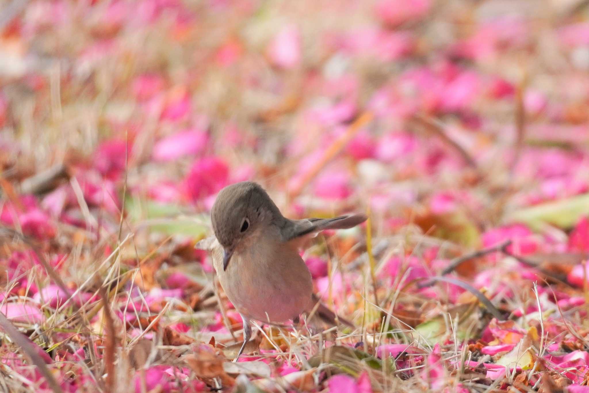 ニシオジロビタキ