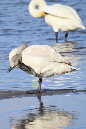 Tundra Swan 愛知県一宮市木曽川町下宝江 Thu, 1/5/2023