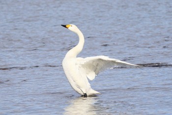 コハクチョウ 愛知県一宮市木曽川町下宝江 2023年1月5日(木)