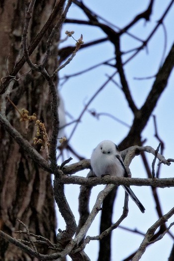 Long-tailed tit(japonicus) 野幌森林公園 Thu, 1/26/2023