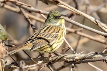 Masked Bunting 河川環境楽園 Wed, 1/25/2023