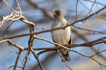 Pale Thrush 河川環境楽園 Wed, 1/25/2023