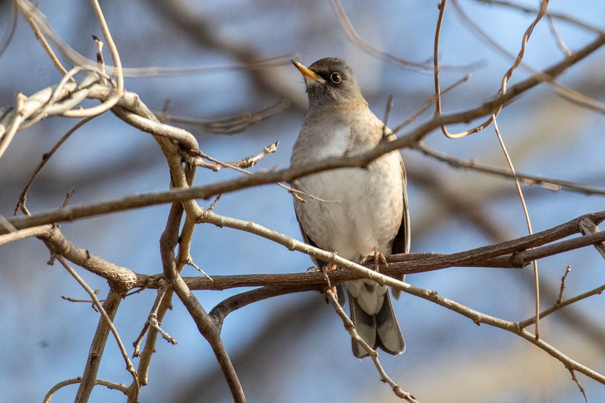 Photo of Pale Thrush at 河川環境楽園 by 青ちゃん