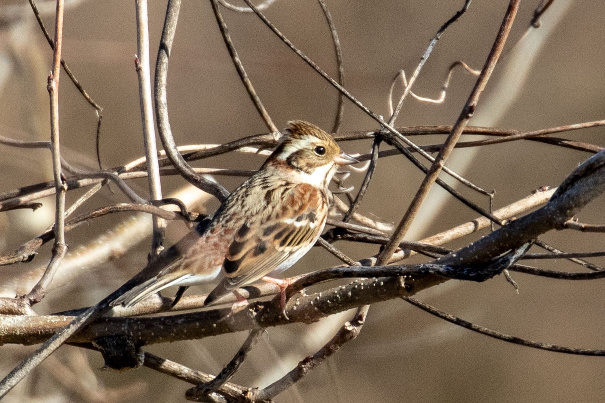 Rustic Bunting