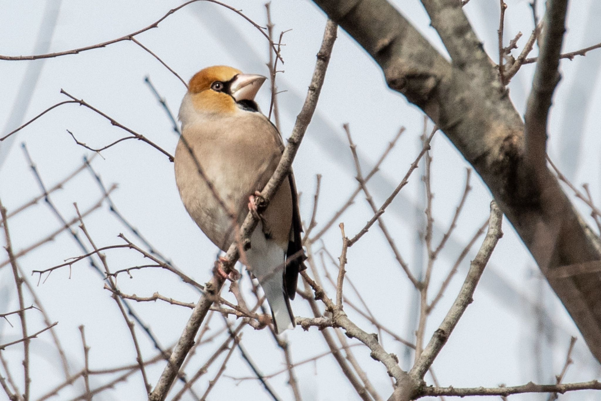 Hawfinch