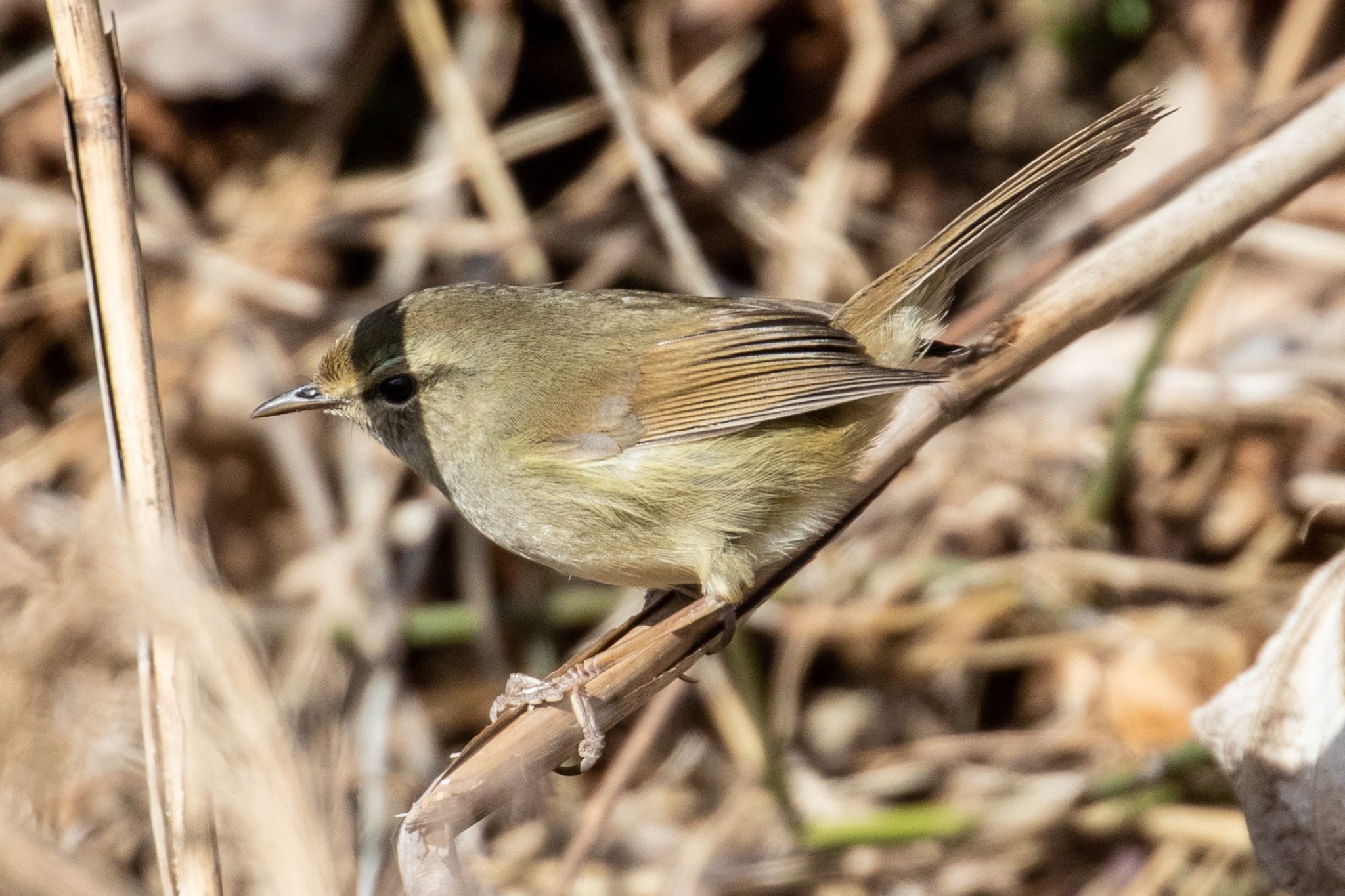 Japanese Bush Warbler