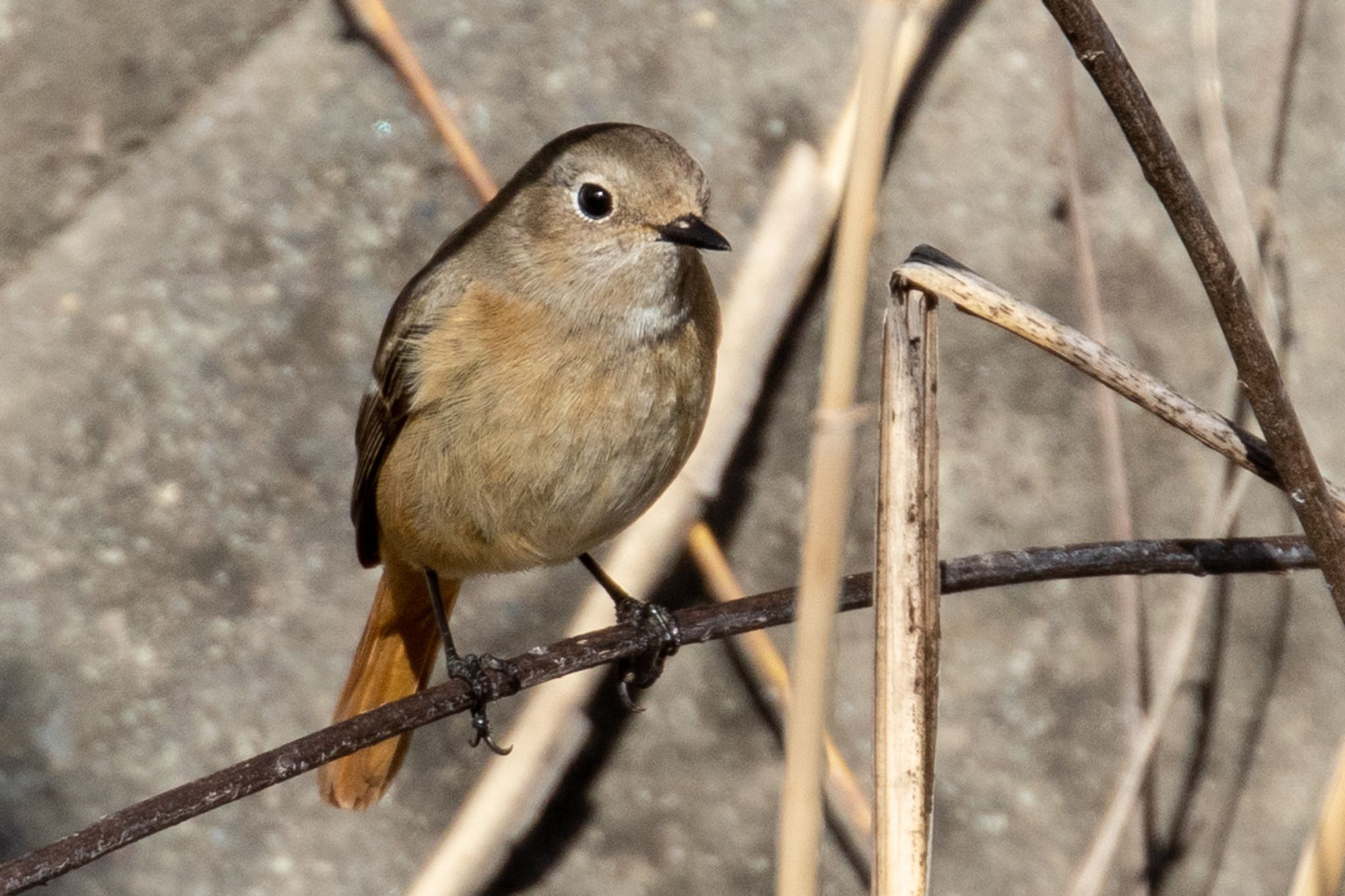 Daurian Redstart