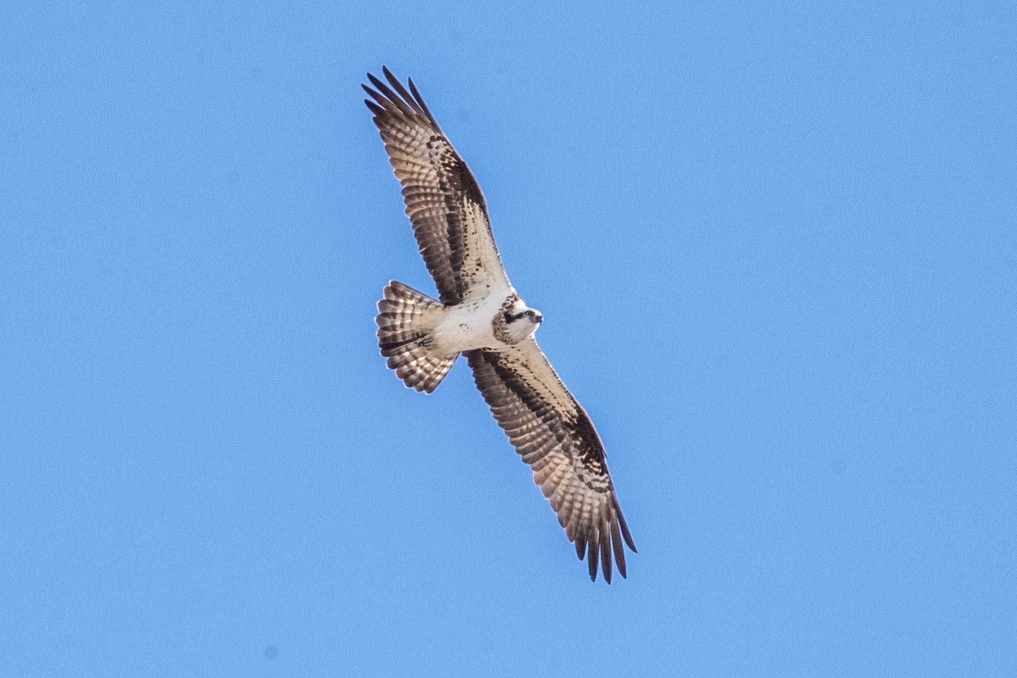 Photo of Osprey at 河川環境楽園 by 青ちゃん