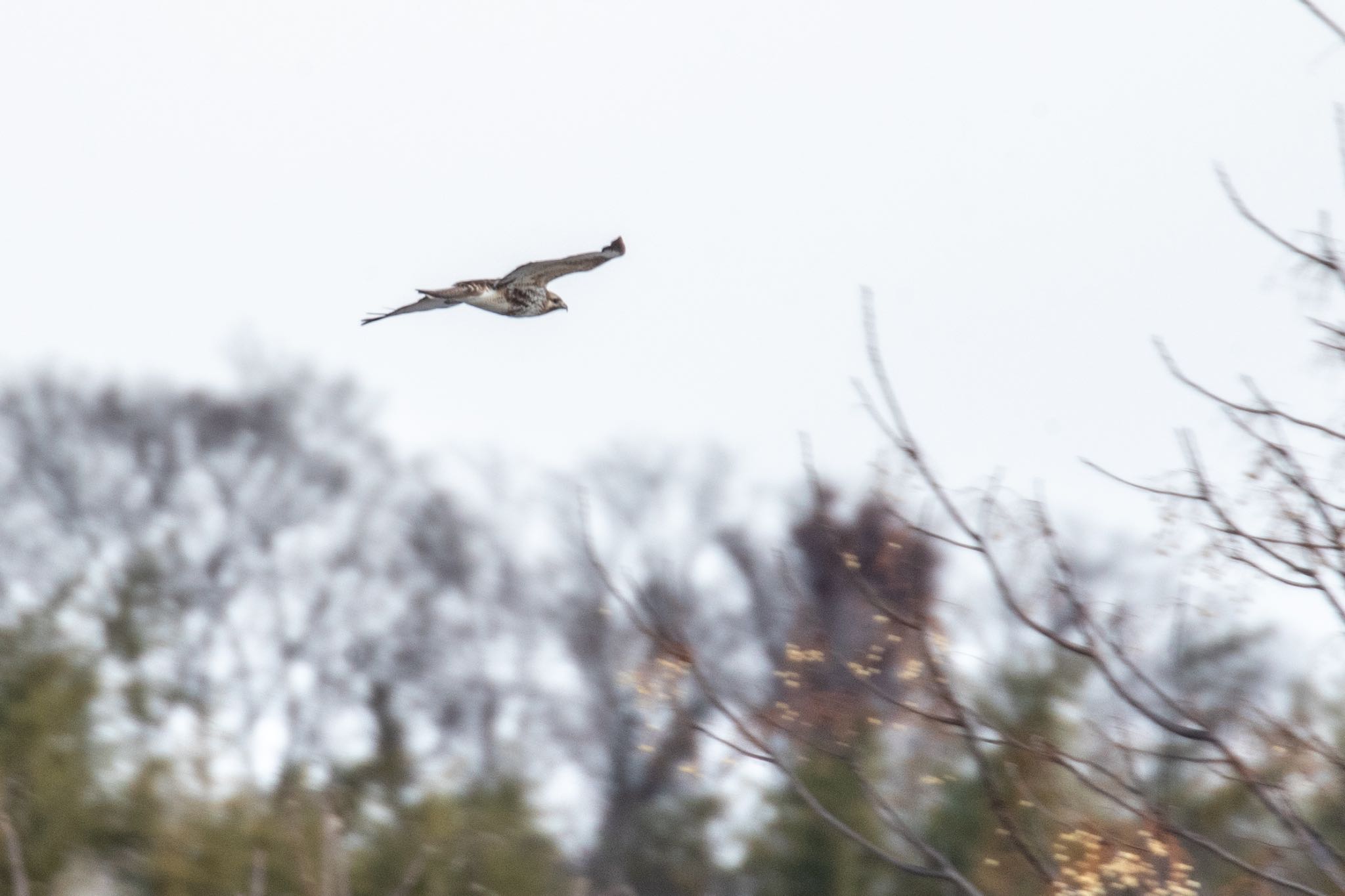 Eastern Buzzard