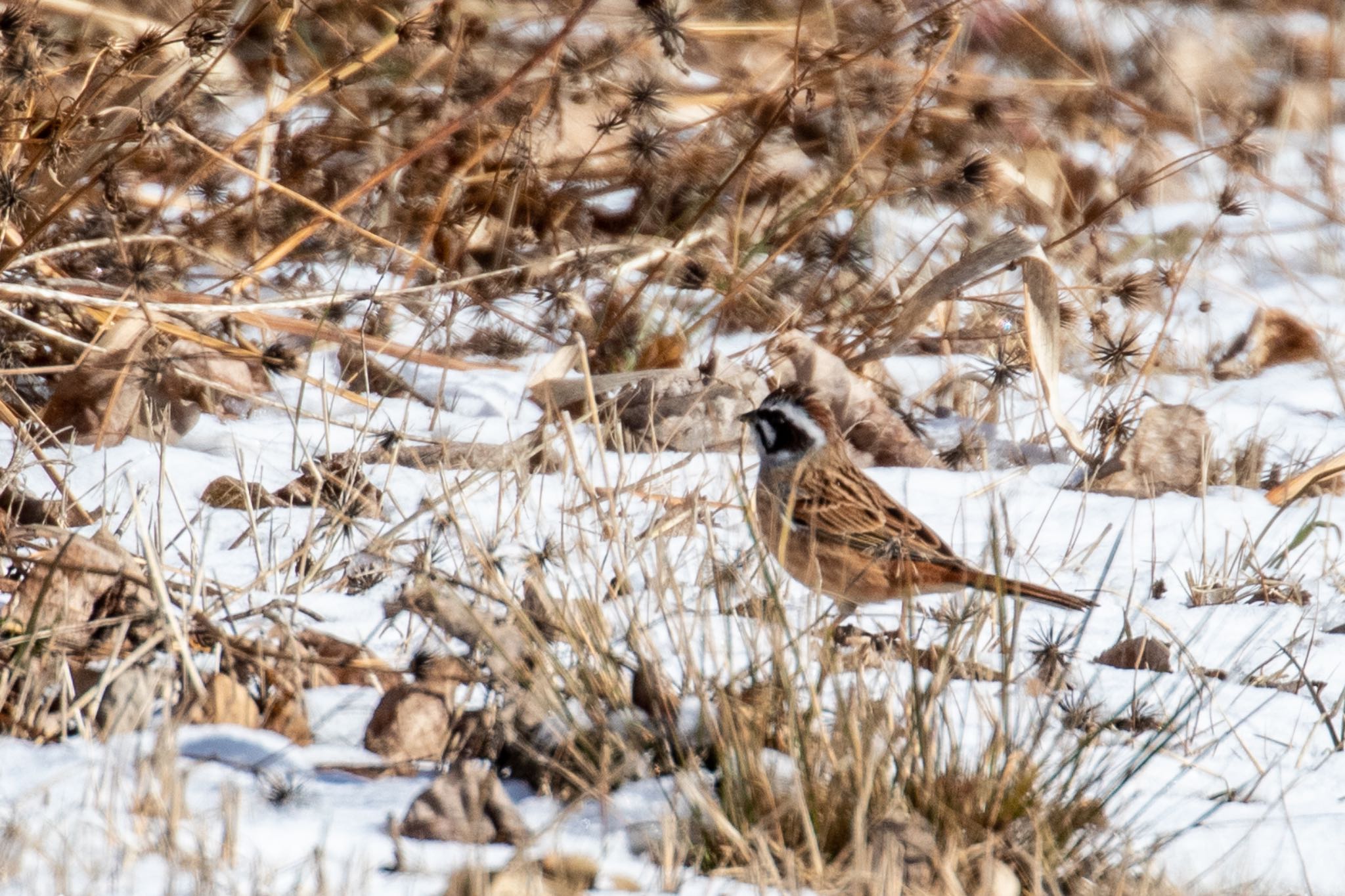 Meadow Bunting