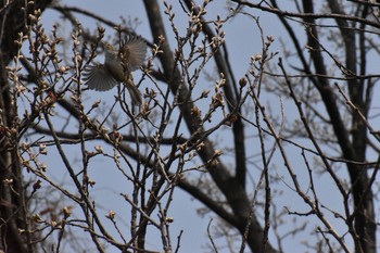 Japanese Bush Warbler 奈良 郡山城 Sun, 3/25/2018