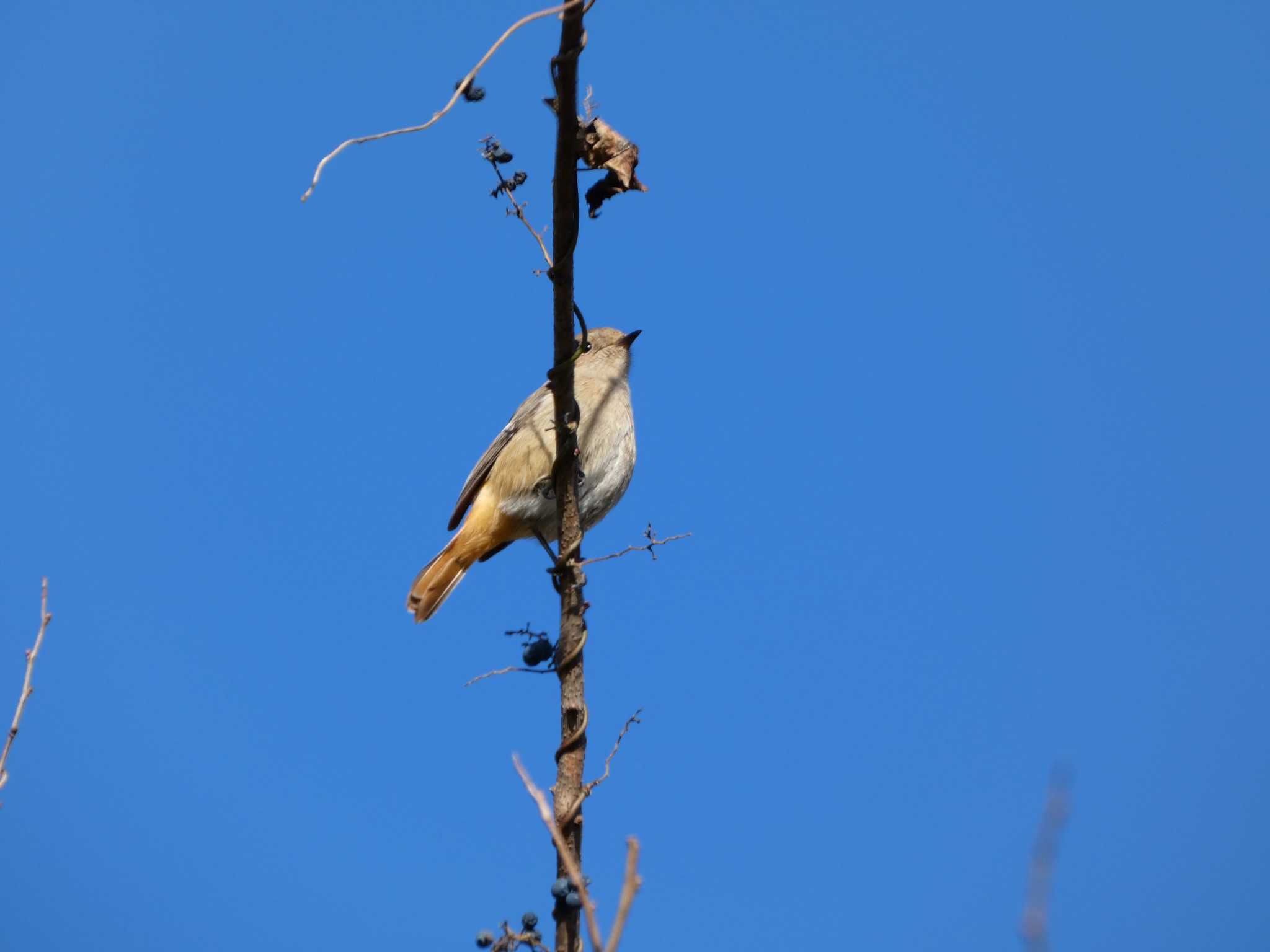 裾野 ジョウビタキの写真 by koshi