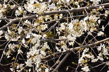 Warbling White-eye 奈良 郡山城 Sun, 3/25/2018