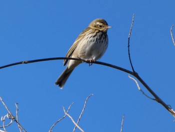 2023年1月26日(木) 裾野の野鳥観察記録