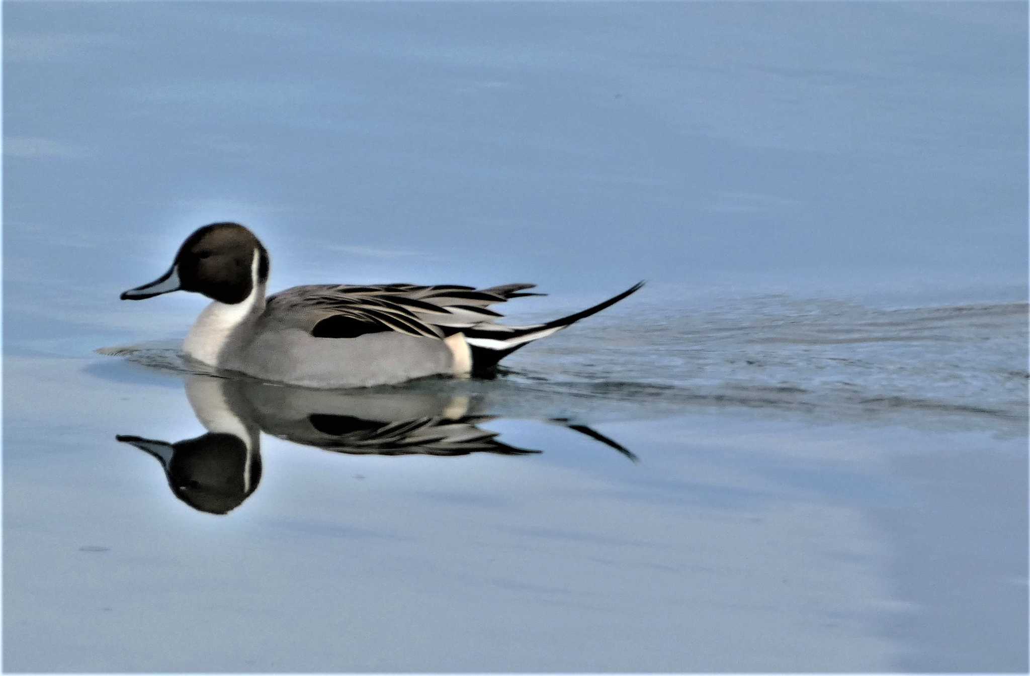 Northern Pintail