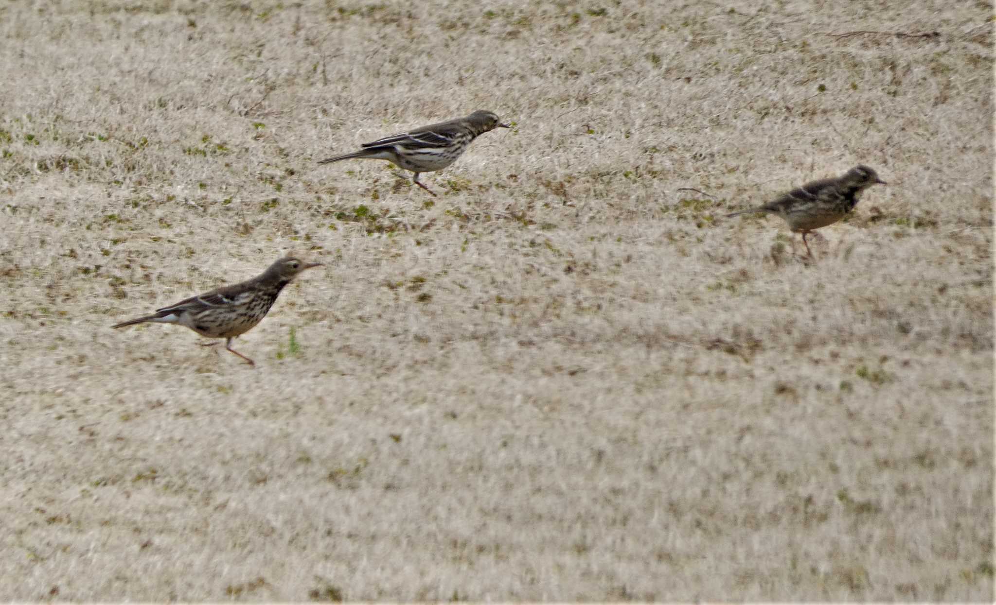 Water Pipit