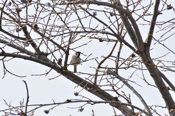 Eurasian Tree Sparrow 奈良 郡山城 Sun, 3/25/2018