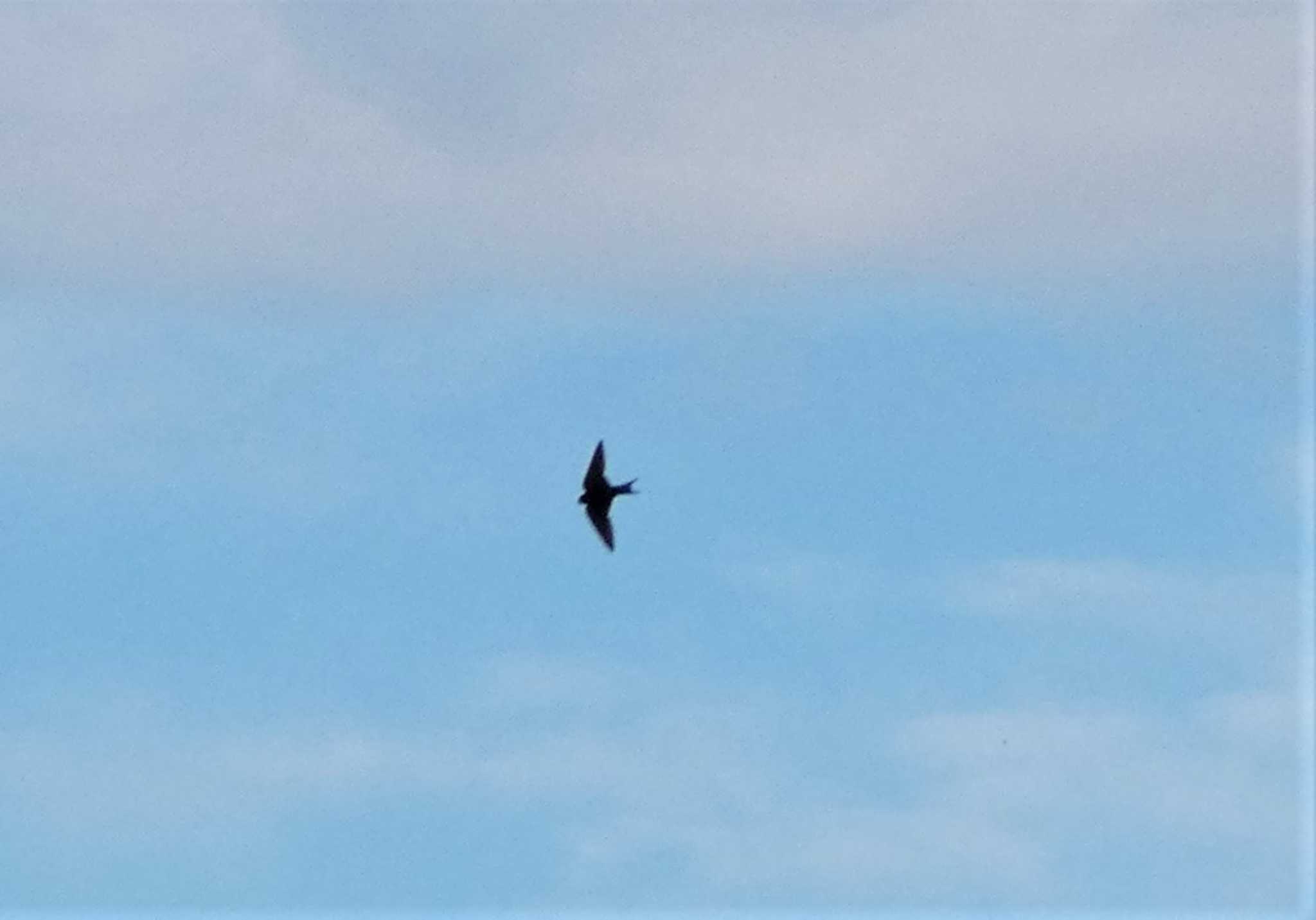 Barn Swallow