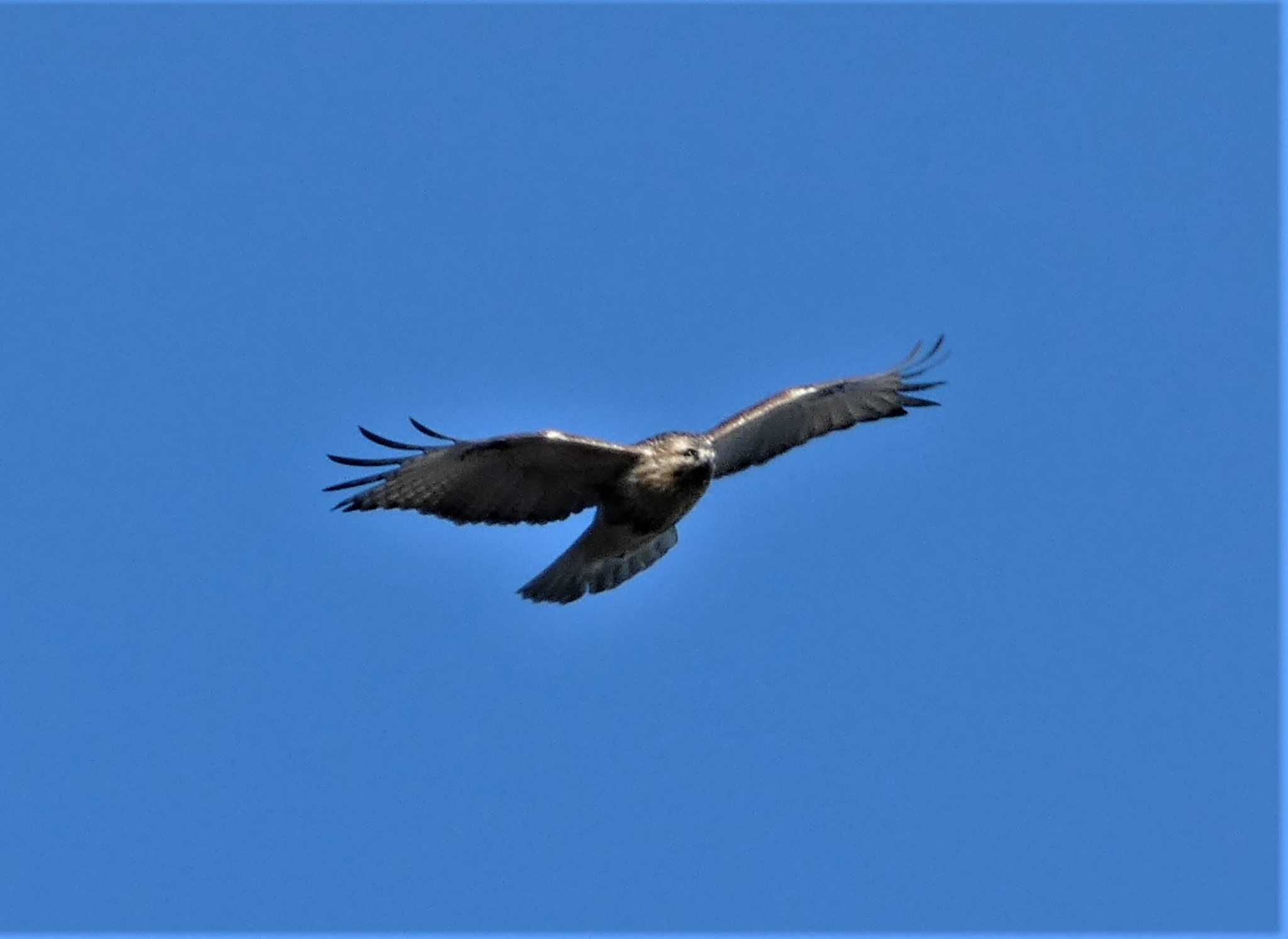 Eastern Buzzard