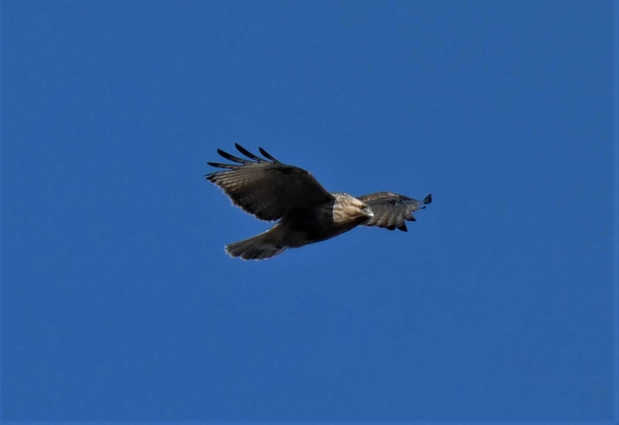 Eastern Buzzard