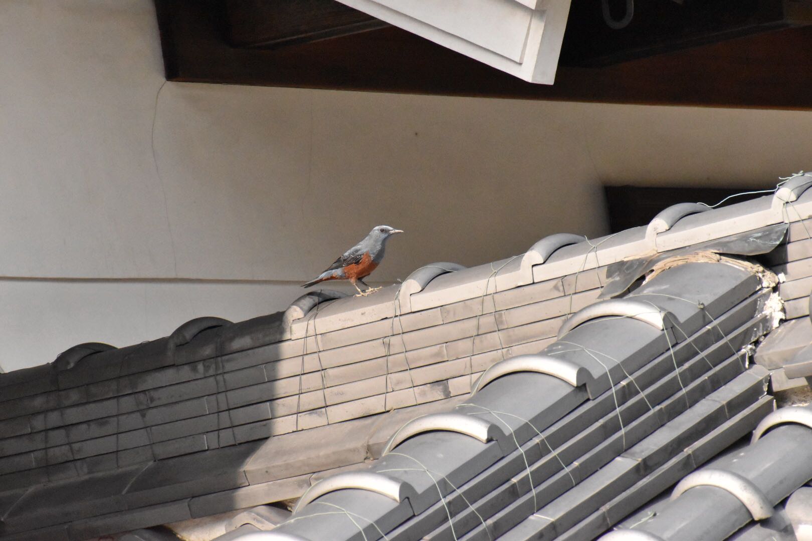 Photo of Blue Rock Thrush at 奈良 宇陀 by りょう