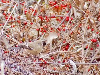 2023年1月23日(月) 大谷川の野鳥観察記録