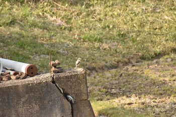 Bull-headed Shrike 奈良 宇陀 Tue, 3/27/2018