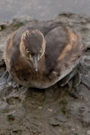 Little Grebe 山口県下松市末武川 Thu, 1/26/2023