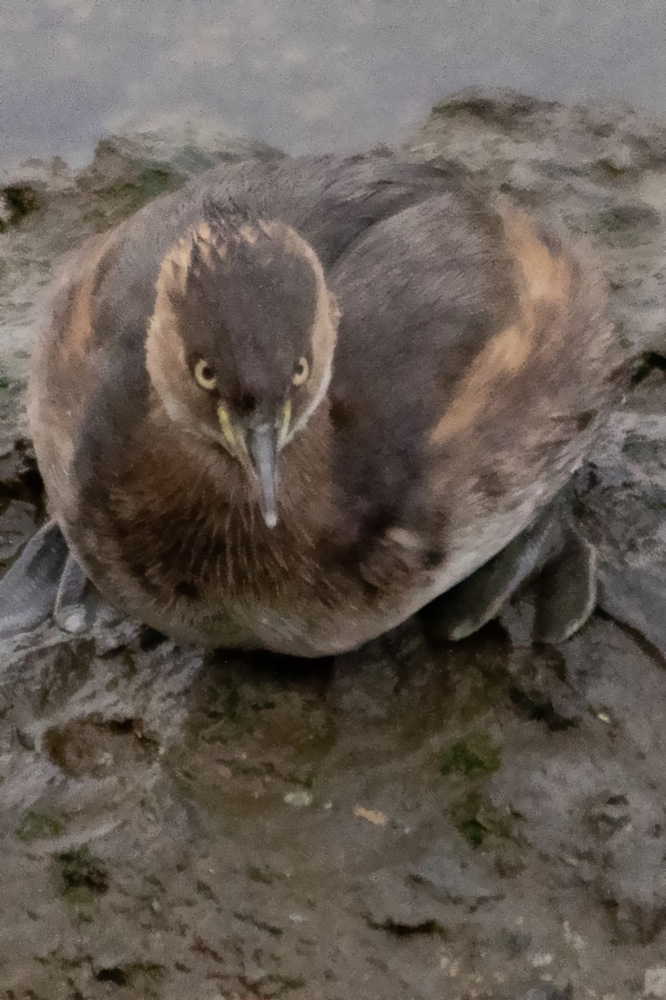 Photo of Little Grebe at 山口県下松市末武川 by たけ隊長