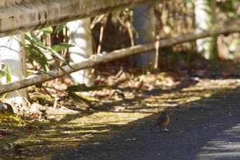 ルリビタキ 早戸川林道 2023年1月11日(水)