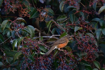 2023年1月26日(木) 長浜公園の野鳥観察記録