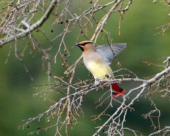 Japanese Waxwing お気に入り Tue, 1/24/2023