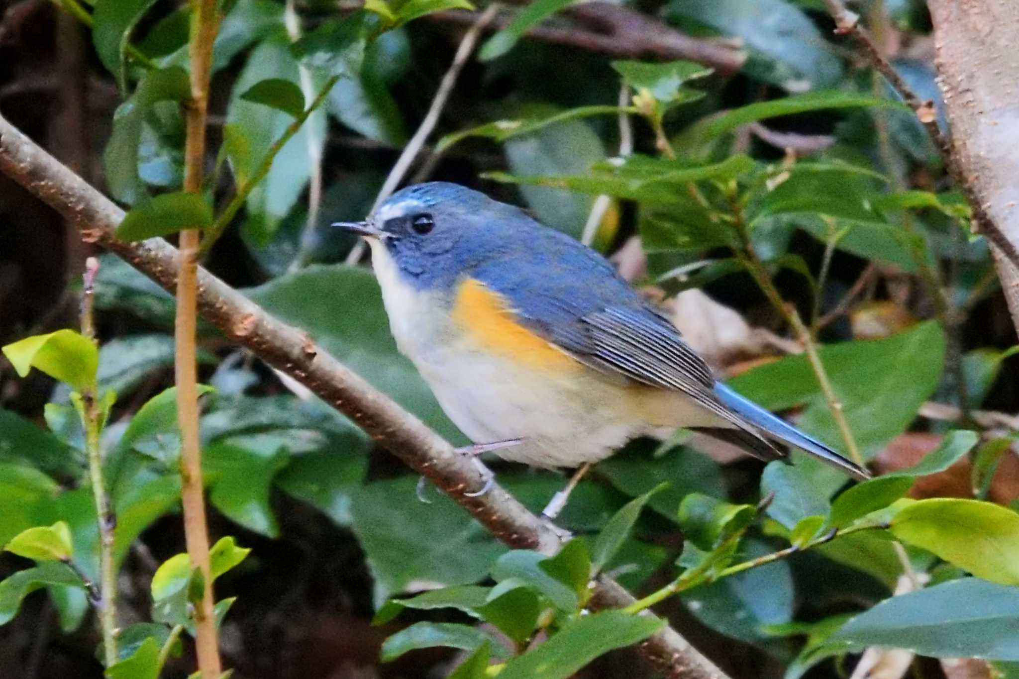 Red-flanked Bluetail