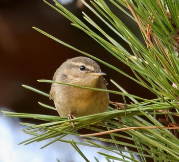 Dusky Warbler 埼玉県 Tue, 1/24/2023