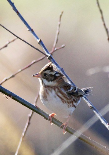 Rustic Bunting 杭瀬川スポーツ公園 Tue, 1/17/2023