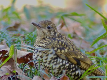 2023年1月26日(木) トトロの森(所沢市)の野鳥観察記録