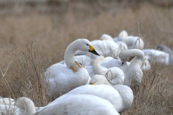 Tundra Swan 河北潟 Sun, 1/22/2023