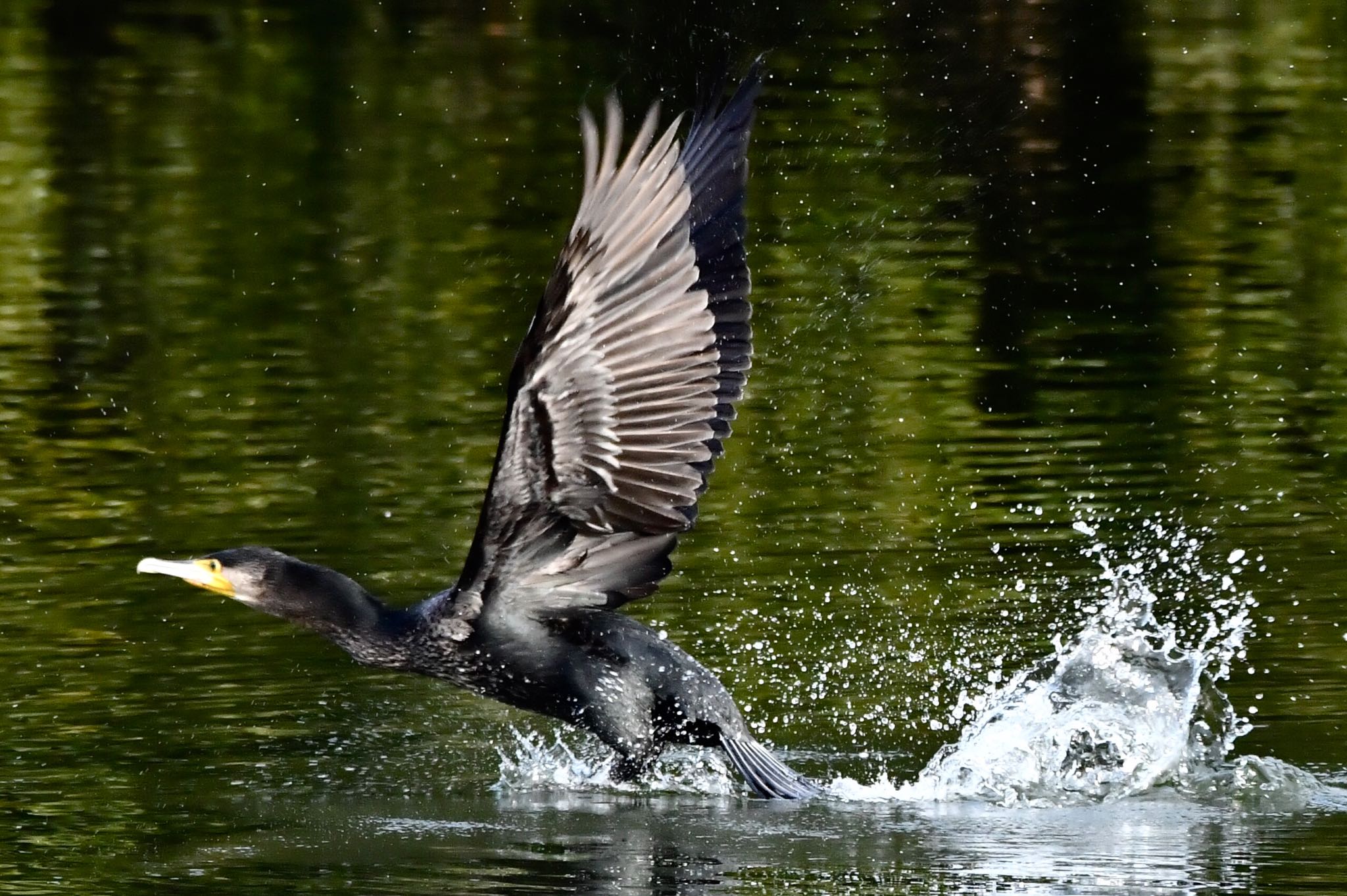 掛川京徳池 カワウの写真 by Taka Eri