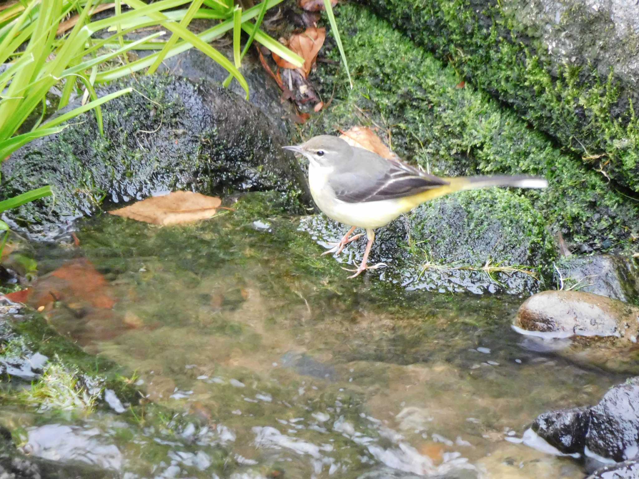 平和の森公園、妙正寺川 キセキレイの写真 by morinokotori