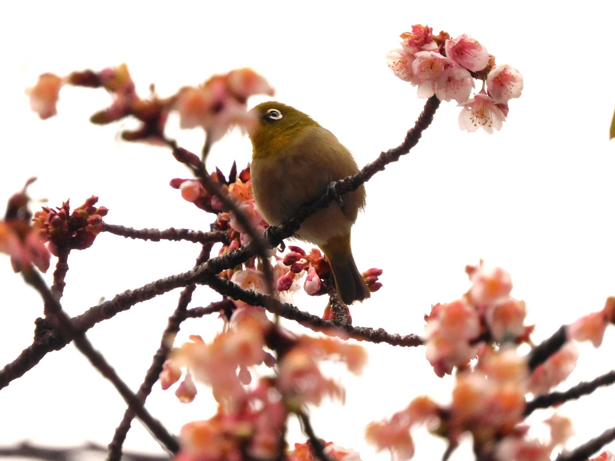 平和の森公園、妙正寺川 メジロの写真 by morinokotori