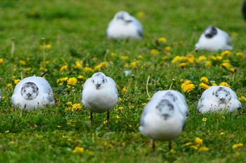 Black-headed Gull 多摩川 Sat, 4/7/2018