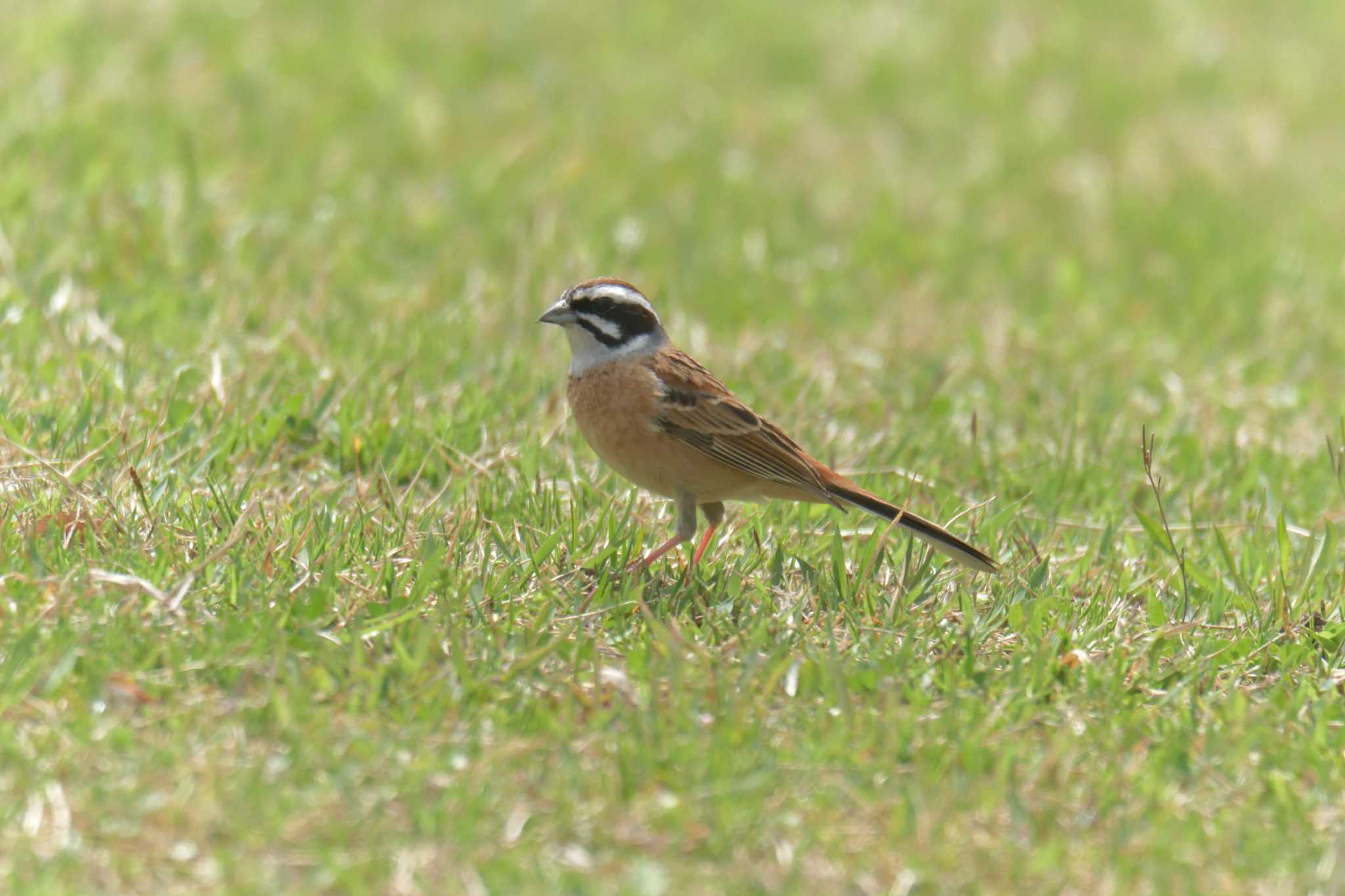 Meadow Bunting