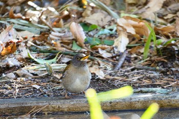 Pale Thrush 相模原市東林間 Wed, 1/25/2023