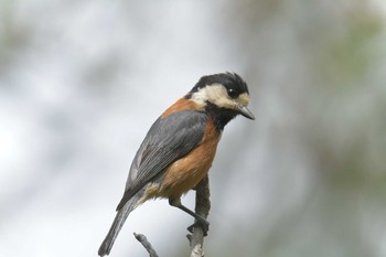 Sat, 4/7/2018 Birding report at Mie-ken Ueno Forest Park