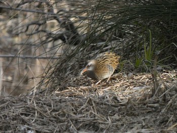 2023年1月27日(金) 多摩川の野鳥観察記録