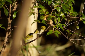 Warbling White-eye Unknown Spots Thu, 1/26/2023