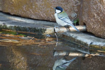 Japanese Tit 東林間 Thu, 1/26/2023