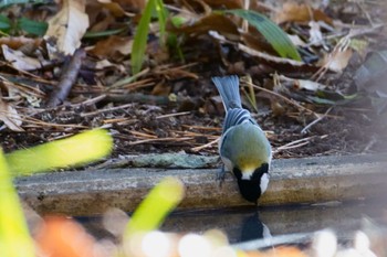 Japanese Tit 東林間 Wed, 1/25/2023