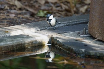 Japanese Tit 東林間 Thu, 1/26/2023