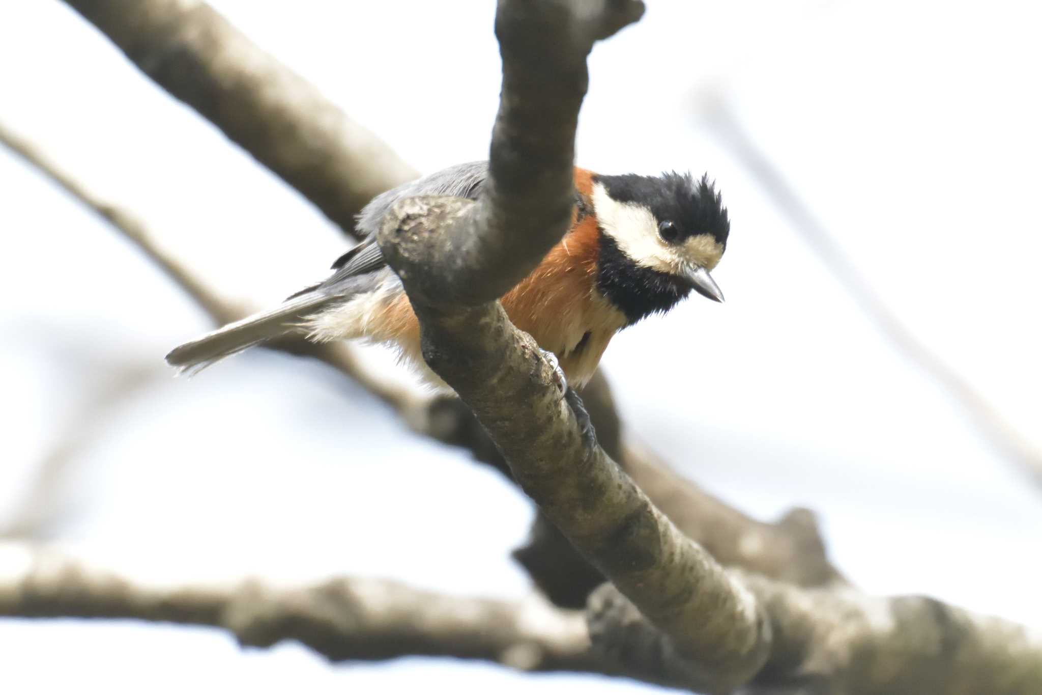 Varied Tit